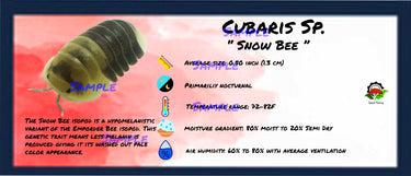 Cubaris Sp. Snow Bee Isopod Bin Label